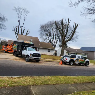 Carlos P Tree Service Llc