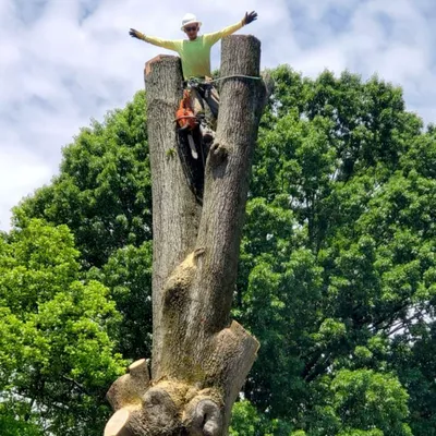 M & M TREE SERVICES