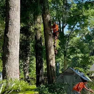 LTC Tree Care LLC