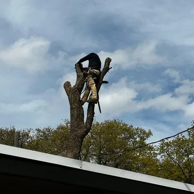 Escalantes tree service