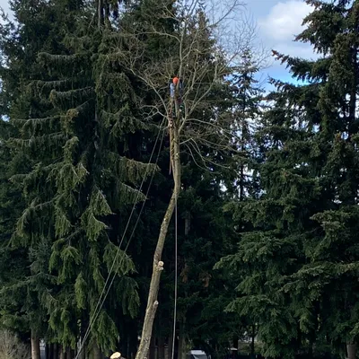 king south tree services
