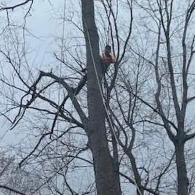 Affordable Tree Removers