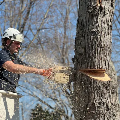 Vogler Tree & Landscaping