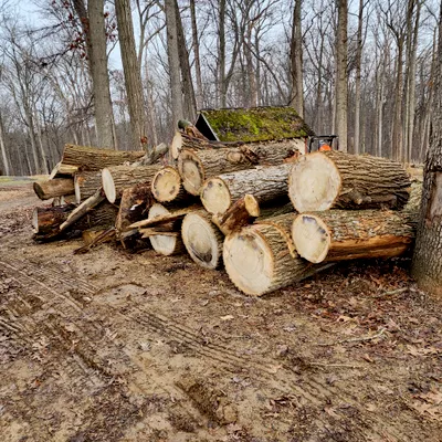Buruca Tree Services