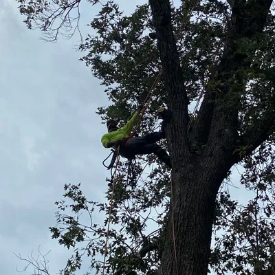 Operation lumbermen