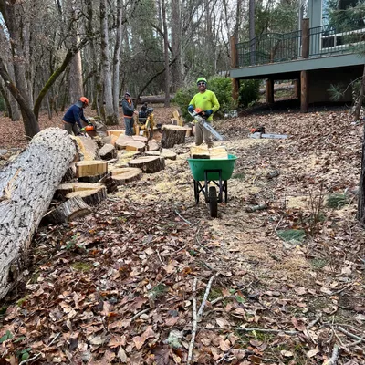 MC tree service