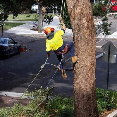 Grade A tress and shrubs