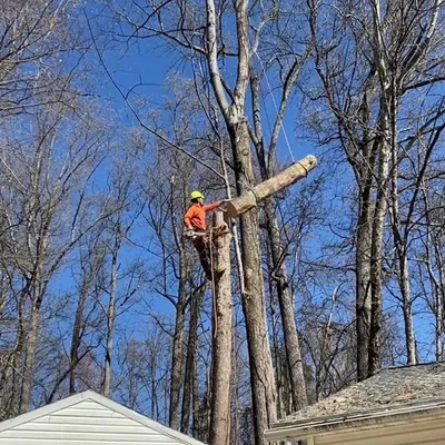 Nolasco tree service