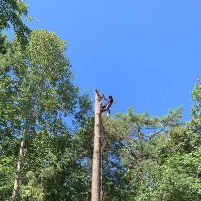 Jorge Aníbal Tree Service
