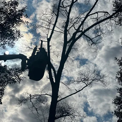 Edmund Tree and Stump Removal