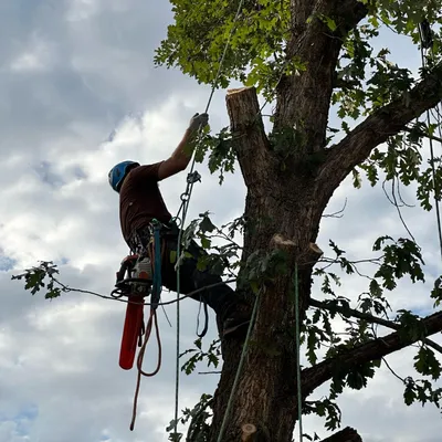 Serenity Tree Care
