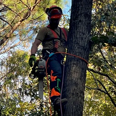 Amore Tree Services