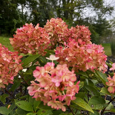 Berkshire Classic Gardens
