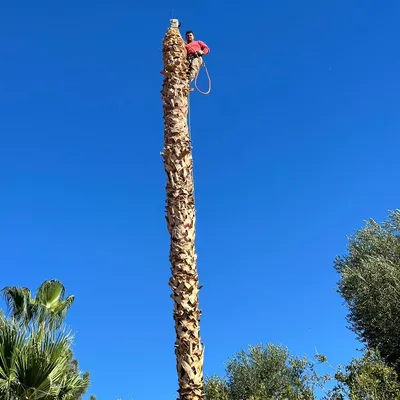 Morales Tree Trimming