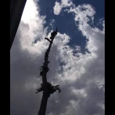 Mt tree service LLC