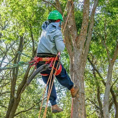 365 tree removal