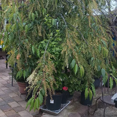 Kendy Landscaping