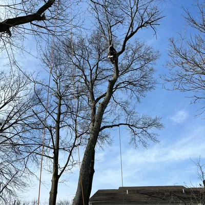 Acosta tree Removal AND landscaping