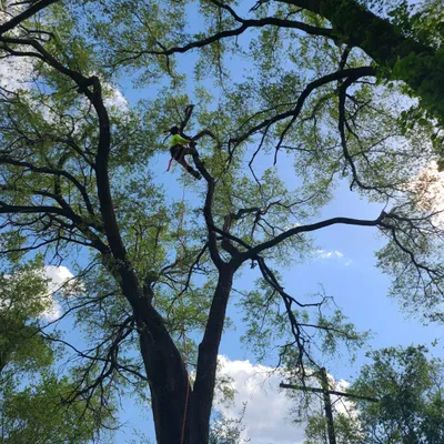 LC Tree Works