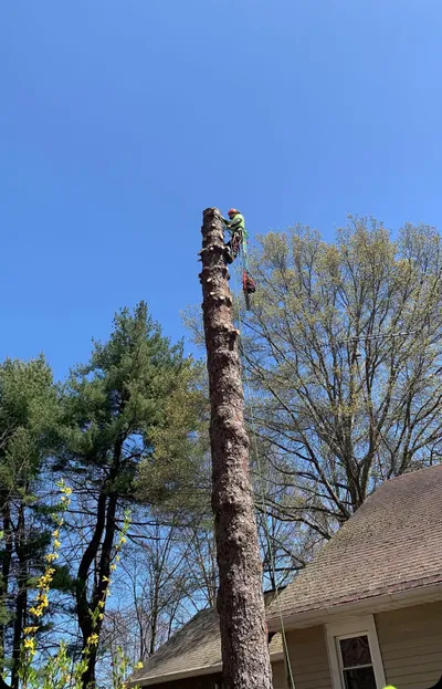 Vining Tree And Property