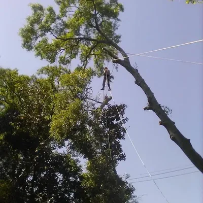 Treemongous Tree Care