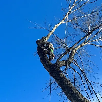 General contractor-TREE SERVICE & HOME REMODELING