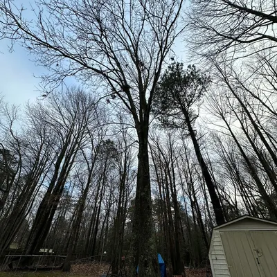 Delmarva Land and Tree