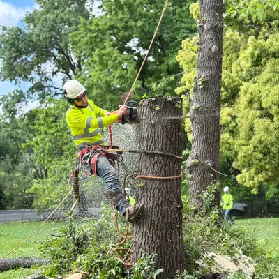 Arbor pro tree service