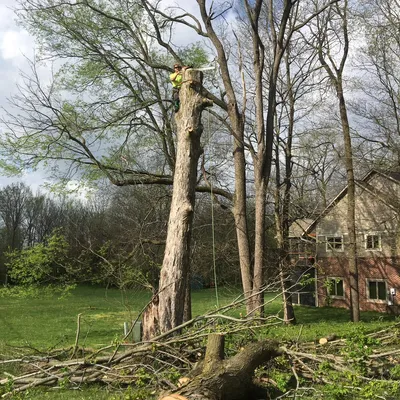 Barrett’s Trees