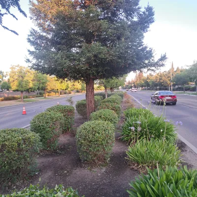 jardineria