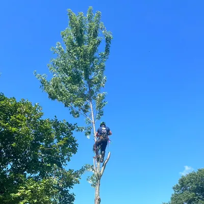 Hinge Tree Service LLC
