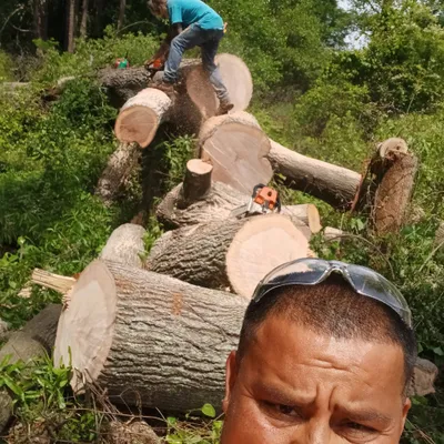 Michaels lawn & tree service