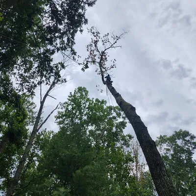 Kings tree service LLC