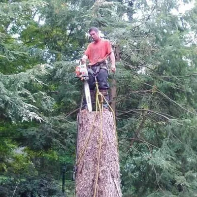 Davidson Tree Care Expert