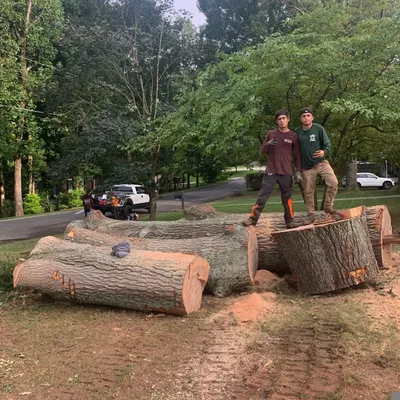 The South Tree Experts