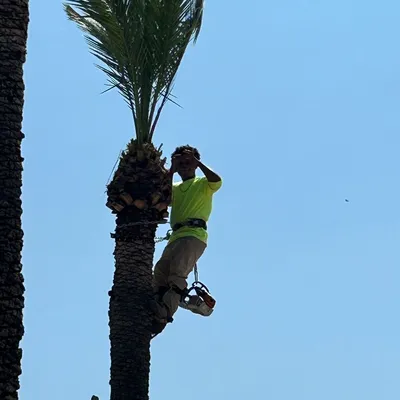Jose’s landscaping