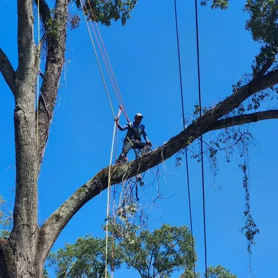 Roney tree service