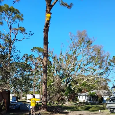 G Shell Consting and Design Tree services