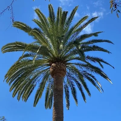 Salazar Tree Care