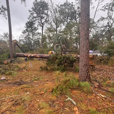Gerson tree service