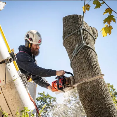 Carlos Tree Services