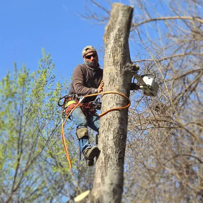 katherin tree service