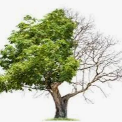 DeadorAlive tree service