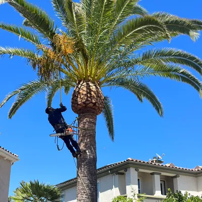 A+ TREE SERVICE