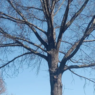 Luis Tree Service
