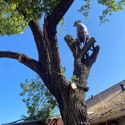 Freddy’s Tree Services