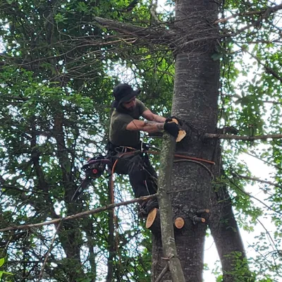 CLEAR SKIES TREE SERVICE LLC
