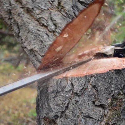 Ford’s Tree Removal