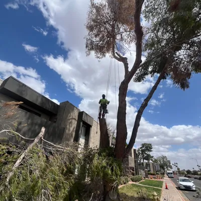 Working for your trees