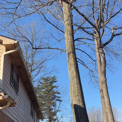 Bran Tree service & paint